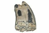 Fossil Three-Toed Horse Tooth - Bone Valley, Florida #336404-2